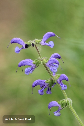 Meadow Clary _MG_1669.JPG